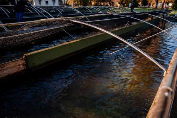 Fish hatchery stock photos.