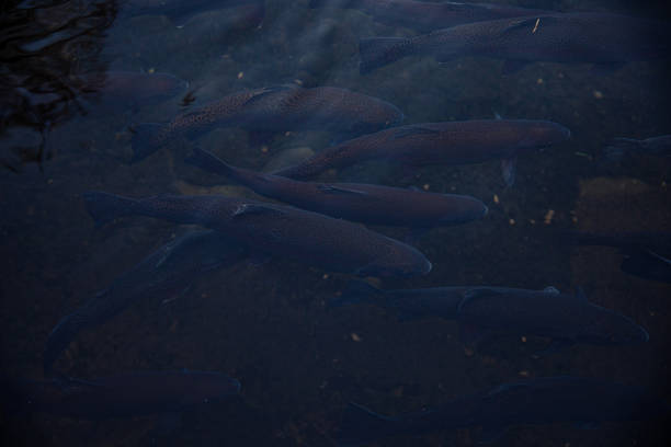 Fish hatchery stock photos.