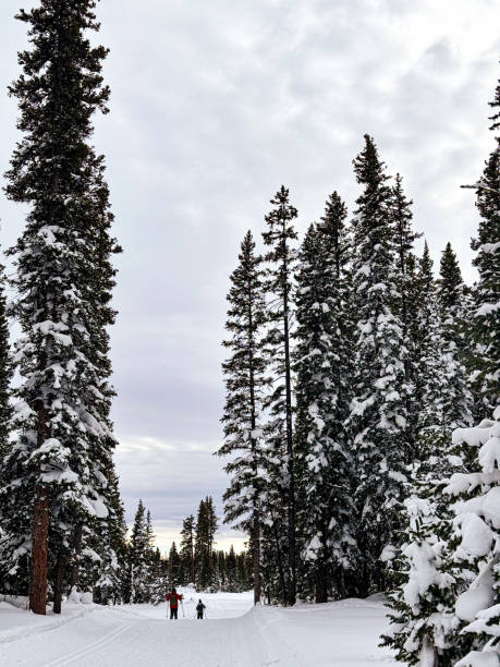 istock Snowy forest with tall fir trees and people on background skiing on trails 2134455814