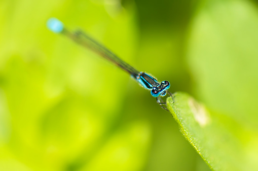 Common Marsh Damselfly with the scientific name of Homeoura chelifera. The damselflies are flying insects of the suborder Zygoptera in the order Odonata.