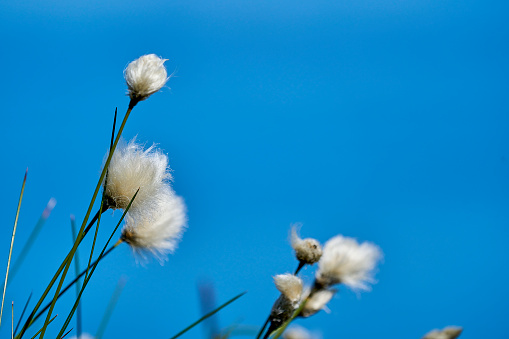 fluffy cotton grass growing on Runde island, a popular travel destination for bird watching in Norway.