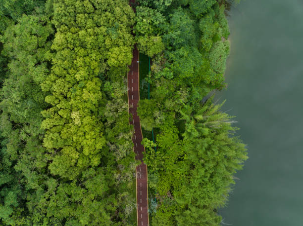 istock Trail hiding in forest at the lakeside 2134485592