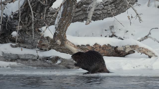 A beaver gracefully traverses along the icy riverbank, then stands tall on its hind legs, and skillfully grasps a nearby branch with its nimble front paws, and begins to gnaw on the branch.