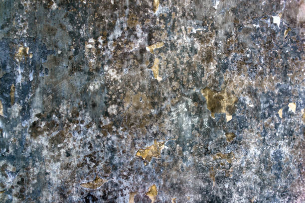 istock The background displays a grey grunge texture with mold growth on a cement wall. 2134535439