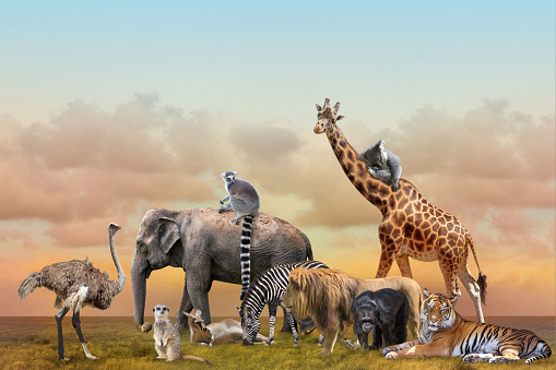 Group of wild animals in savannah