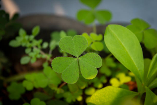 selective focus of lucky leaf or lucky clover in the garden outdoor with blurred background