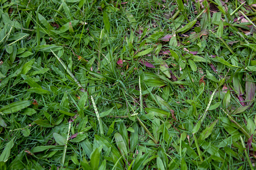 selective focus close up rumput gajah or green elephant grass or naper grass or Uganda grass outdoor