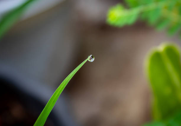 micro or macro selective focus of water droplets or morning dew drop on the tip of the weed or grass