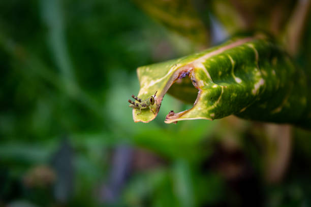 micro selective focus of a small grasshopper on a leaf with a blurry background of leaves