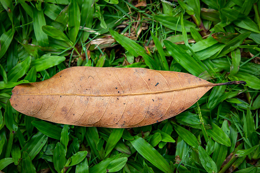 isolated selected focus dry mango leaf that fell in the middle of a meadow or grass land