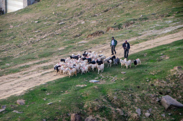 Auli, UttarakhandIndia - May 30 2015: Shepherds taking their herd of sheep through the meadows at Auli in Uttarakhand, India