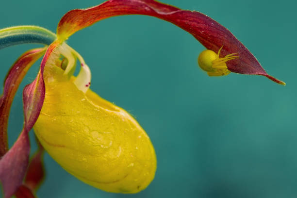 Yellow flower with red leaves. A little spider is sitting on a flower. Wild orchid venus slipper.