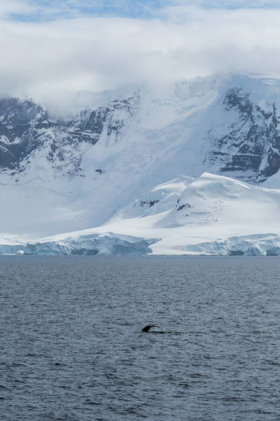 istock Diving whale in the antarctic 2134590345