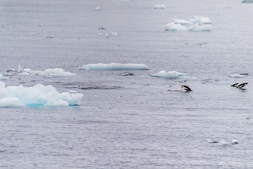 Telephoto of Adelie Penguins - Pygoscelis adeliae- jumping in and out of the Water near Prospect point, along the Antarctic Peninsula