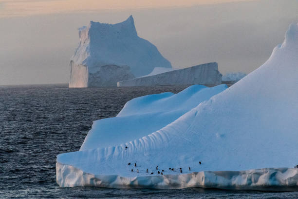 istock Gentoo Penguins in Antarctica 2134590358