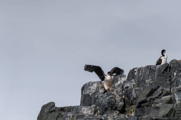 istock An Antarctic Shag at Mikkelsen Harbour 2134590919