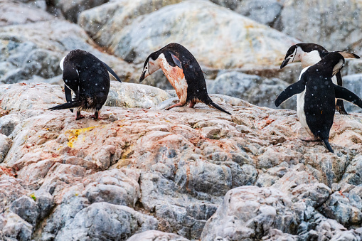 A group of Shinstrap Penguin - Pygoscelis antarcticus- standing on a rock at Cierva Cove, on the Antarctic peninsula
