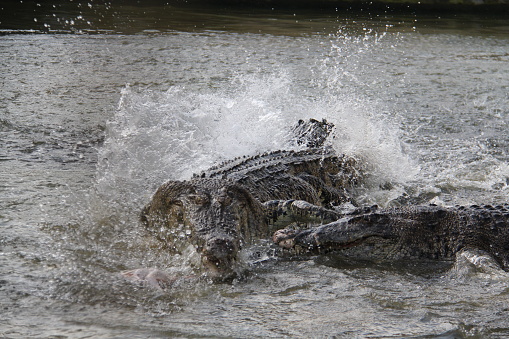 An alligator and a crocodile splashing around fighting in the water