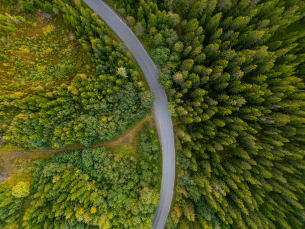 istock Magestic View Of A Forest Road From Above 2134601499