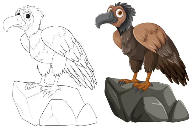 Vector illustration of Two vultures, one sketched and one colored, on rocks.