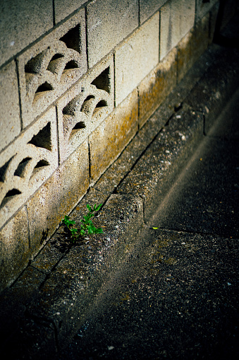 Weeds growing between concrete.
