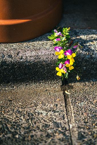Tiny flowers grow out of the concrete.