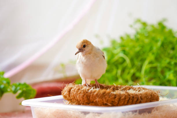 A small diamond dove chick on a nest dish. Selective Focus.