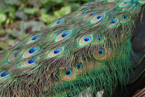 A closeup of blue and green peacock tail
