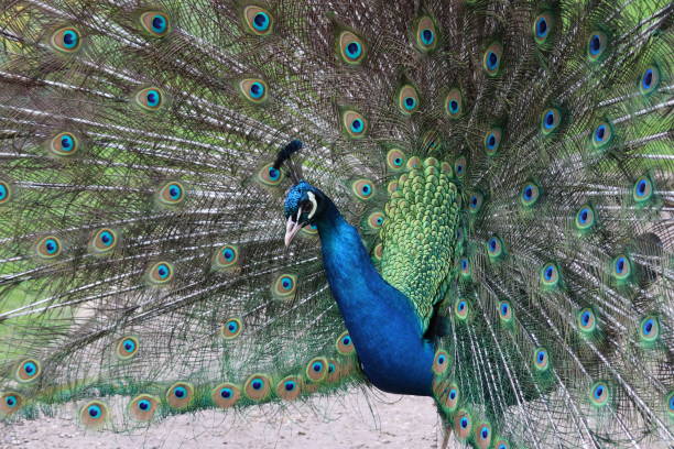 istock Closeup of a peacock displaying its vibrant tail 2134622358