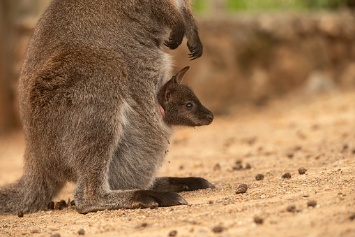 The baby kangaroo is looking out of its mother's pouch.