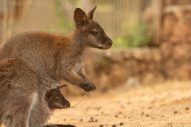 istock The mother feeds her baby in a kangaroo pouch. 2134627507