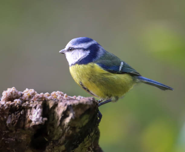 istock Selective focus shot of a blue tit bird perched on a tree branch 2134631136