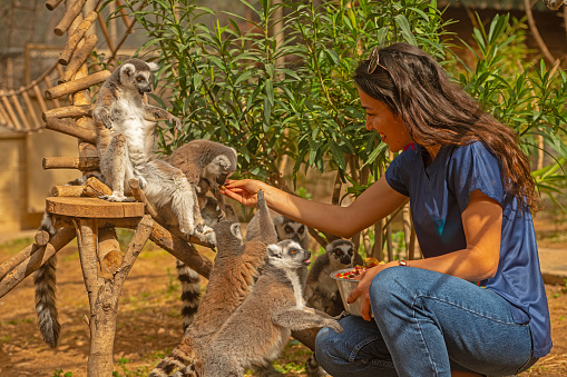 Young carer woman feeds lemurs with fruit in a zoo. Lemur catta