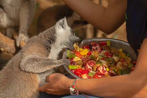 A lemur in a zoo eats fruit from a container. Lemur catta