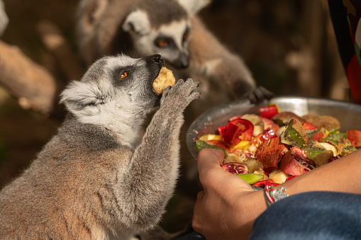 Cute and funny lemurs in the zoo eat fruit from the bowl in the hands of the carer woman. Lemur catta