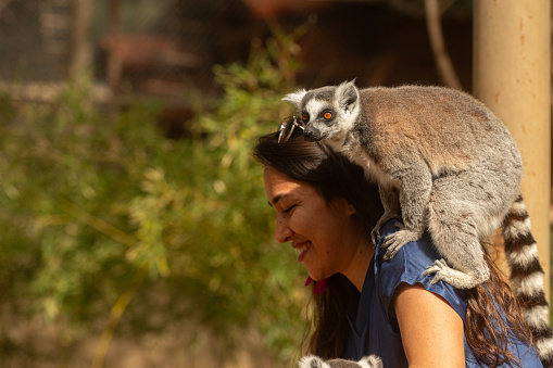 A lemur on a woman's shoulder at the zoo. Lemur catta