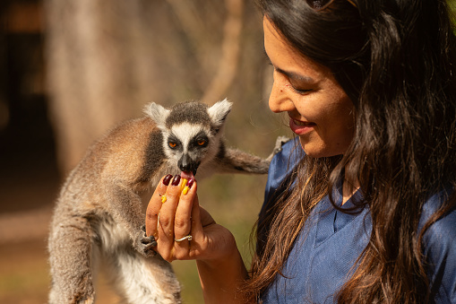 Cute and funny lemurs in the zoo eating fruit from the hands of the carer woman. Lemur catta
