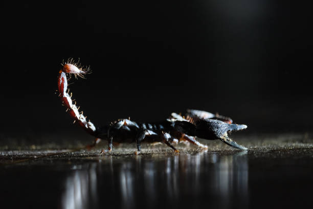istock Fierce scorpion in the shadows. 2134645200