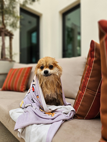 Adorable soaking small pomeranian with purple towel siting on the outdoor sofa.