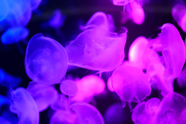 istock Moon Jellyfish moving underwater. light reflection in water 2134653114