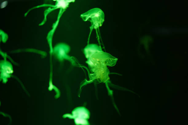 istock Jellyfish moving underwater. light reflection in water. 2134653117