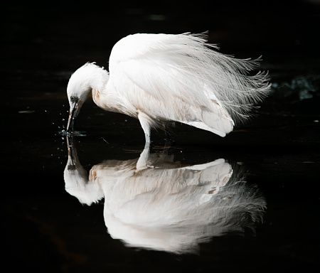 A reflected image of a snowy egret dipping into water.