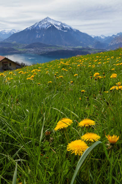 Summer mountain landscape. clearing with blooming wild flowers against the backdrop of green mountains