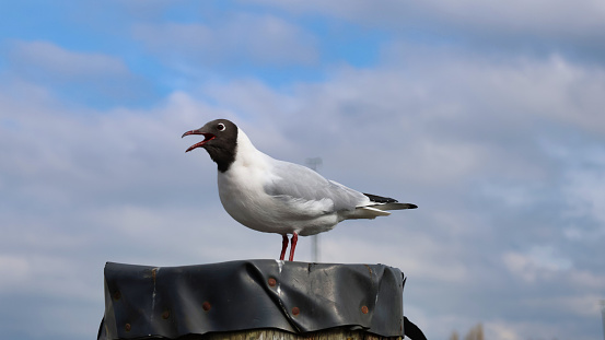 A closeup shot of a black-headed gull bird perched on a pole