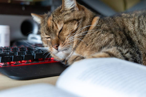 istock A beautiful tricolor house cat sleeping on the desk near computer keyboard. 2134671739