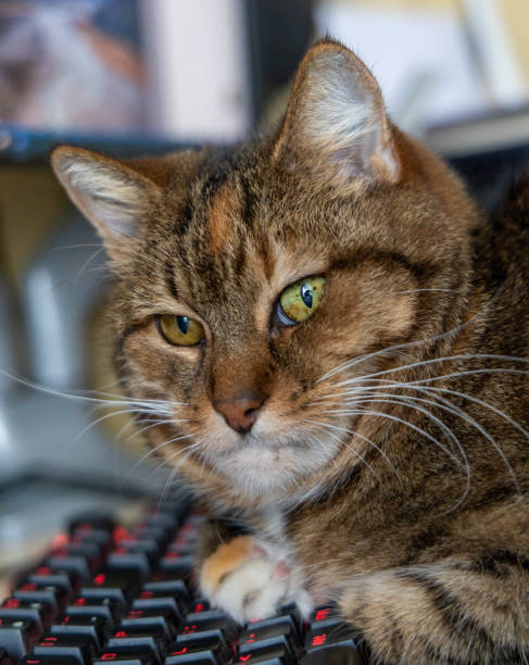 istock A beautiful tricolor house cat sleeping on the desk near computer keyboard. 2134671749