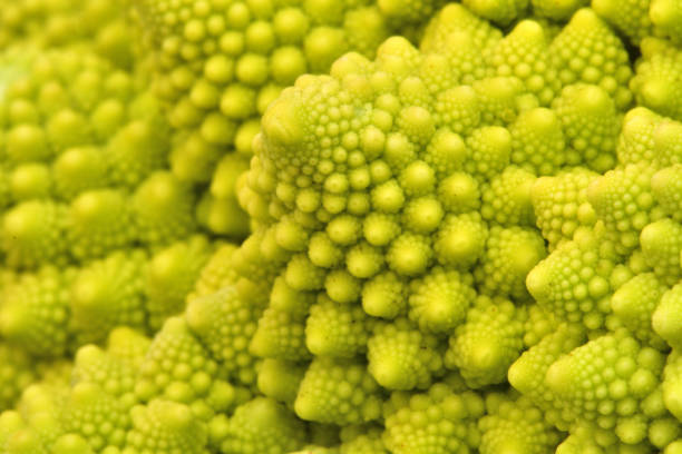 Romanesco broccoli or cauliflower extreme close-up