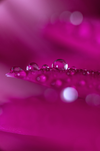 Crystal clear water droplets on a vibrant magenta petal surface extremely close-up