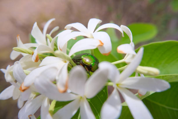 In the wreath there was a green beetle.