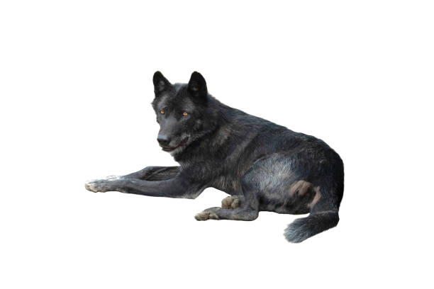 Canadian wolf lies isolated on a white background
